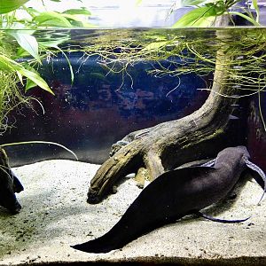 African Lungfish Tank - Kawasui Kawasaki Aquarium October 8, 2025