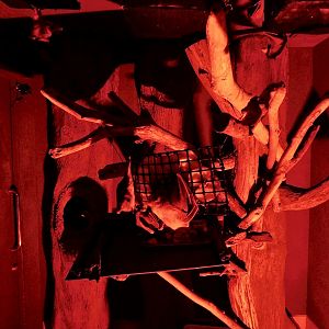 Egyptian Rousette Exhibit - Kawasui Kawasaki Aquarium October 8, 2025