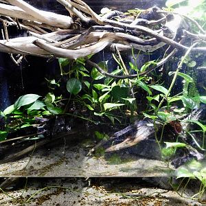 Jackson's Chameleon Exhibit - Kawasui Kawasaki Aquarium October 8, 2025