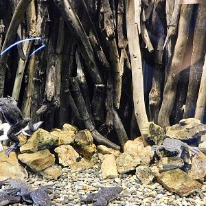 African Clawed Frog Tank - Kawasui Kawasaki Aquarium October 8, 2025