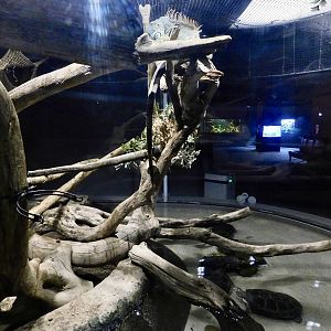 Green Iguana & Yellow-Spotted River Turtle & Southern Three-Banded Armadillo Exhibit - Kawasui Kawasaki Aquarium October 8, 2025