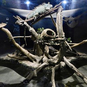 Green Iguana & Yellow-Spotted River Turtle & Southern Three-Banded Armadillo Exhibit - Kawasui Kawasaki Aquarium October 8, 2025