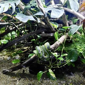 Emerald Tree Boa Exhibit - Kawasui Kawasaki Aquarium October 8, 2025