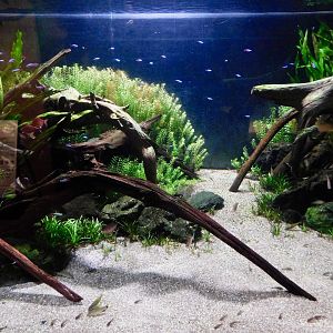 Small South American Freshwater Fish Tank - Kawasui Kawasaki Aquarium October 8, 2025