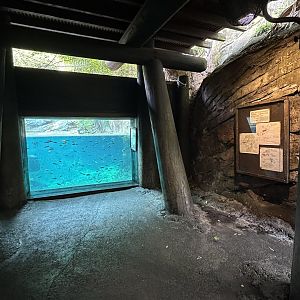 Oct. 2025 - Gorilla Falls - Hippo Underwater Viewing (partial)