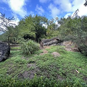 Oct. 2025 - Gorilla Falls - Meerkat Enclosure