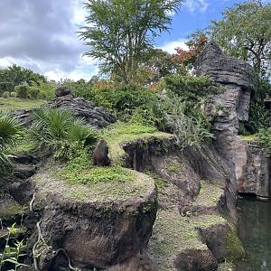 Oct. 2025 - Gorilla Falls - (Female) Gorilla Enclosure