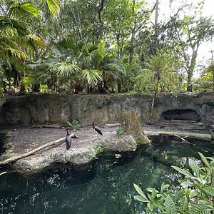Oct. 2025 - Discovery Island - Abdim’s Stork Enclosure