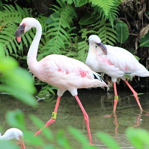 Lesser Flamingos (Phoeniconaias minor)