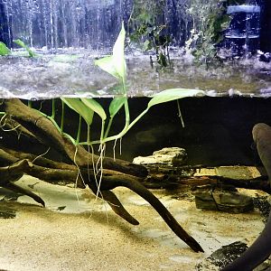 Electric Eel Tank - Kawasui Kawasaki Aquarium October 8, 2025