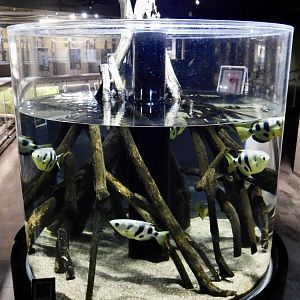 Archerfish Tank - Kawasui Kawasaki Aquarium October 8, 2025