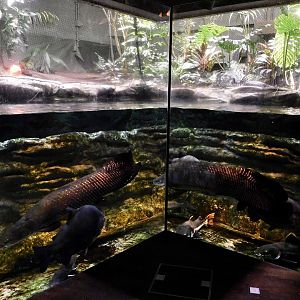 Giant Amazon River Fish Tank - Kawasui Kawasaki Aquarium October 8, 2025