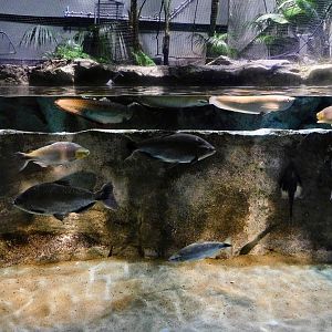 Amazon River Tank - Kawasui Kawasaki Aquarium October 8, 2025