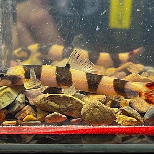 Barito Tiger Loach (Kapuasia falaris)