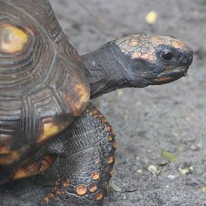 Yellow-Footed Tortoise (Chelonoidis denticulatus)