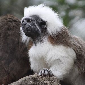 Cotton-Top Tamarins (Saguinus oedipus)