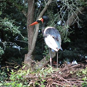 Saddle-Billed Stork (E. senegalensis)