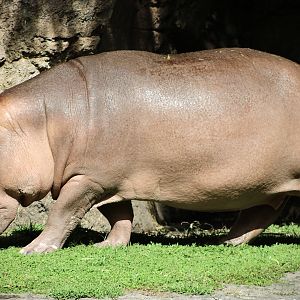 Common Hippopotamus (H. amphibius)