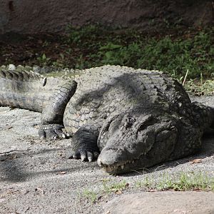 Nile Crocodile (Crocodylus niloticus ssp.)