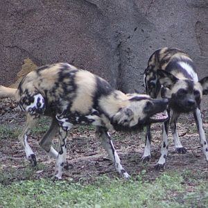 Painted Dogs (Lycaon pictus)