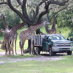 Masai Giraffe Tower (Giraffa tippelskirchi)