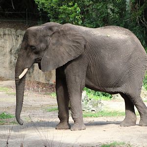 African Bush Elephant (Loxodonta africana)