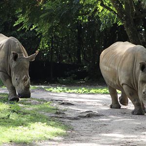 Southern White Rhinos (C. s. simum)