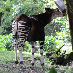 Okapi (Okapia johnstoni)