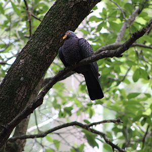 African Olive Pigeon (Columba arquatrix)