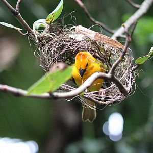 Taveta Golden Weaver (Ploceus castaneiceps)