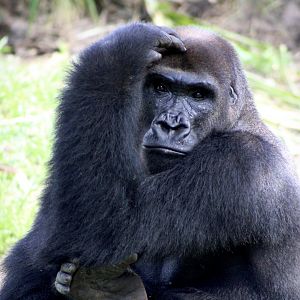 Western Lowland Gorilla (G. g. gorilla)