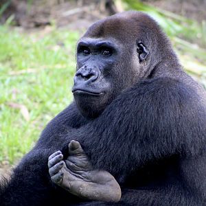 Western Lowland Gorilla (G. g. gorilla)