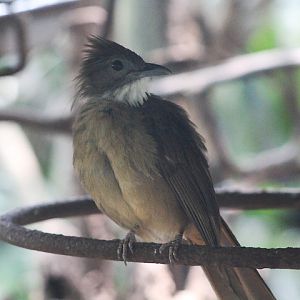 Bornean grey-cheeked bulbul (Alophoixus tephrogenys gutturalis)