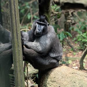 Sulawesi Macaque, Singapore Zoo