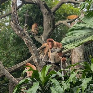 Proboscis Family, Singapore Zoo