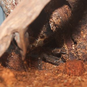 Akcaya earth tiger (Phormingochilus sp. 'Akcaya') - Suraloka Interactive Zoo