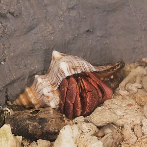 Purple hermit crab (Coenobita brevimanus) - Suraloka Interactive Zoo