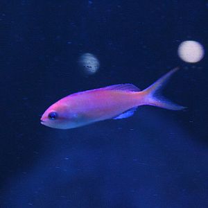 Peach fairy basslet (Nemanthias dispar) - Suraloka Interactive Zoo