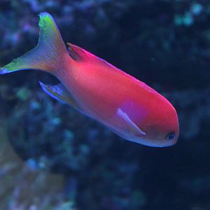 Squarespot anthias (Pseudanthias pleurotaenia) - Suraloka Interactive Zoo
