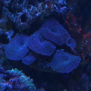 Blue chalice (Echinopora lamellosa) - Suraloka Interactive Zoo