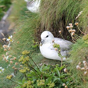 Northern Fulmar
