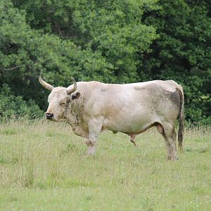 Chillingham Wild Cattle