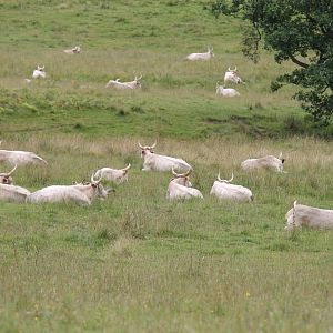 Chillingham Wild Cattle