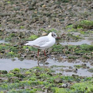 Black-headed Gull