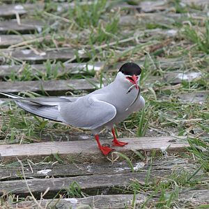 Common Tern