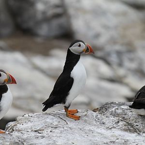 Atlantic Puffin