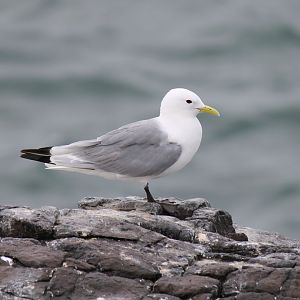 Black-legged Kittiwake