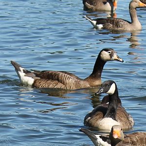 Unusual Goose (2011)