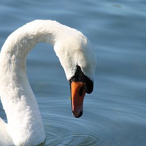 Mute Swan