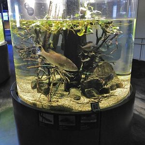 Invasive Species Tank - Kawasui Kawasaki Aquarium October 8, 2025